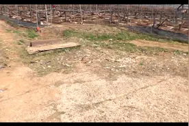 流浪狗总来偷鸡，大叔“绑架”了它的孩子，日后成为了鸡场保安图片