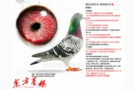 开尔欧洲鸽舍5羽阿曼多子孙在二万多羽KBDB鸽王赛中突出重围图片