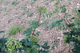 近期，多地花椒树出现这两种现象，你遇到了吗？解决的办法来了图片