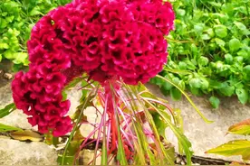 多年不见的同学通知我他儿子结婚，我果断说有事去不了图片