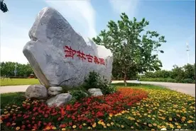 大兴安定御林古桑园限流开放，桑椹每人限摘2斤图片