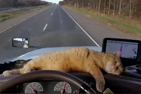 泰国大橘趴车顶睡觉，没曾想…来了趟说走就走的旅行哈哈哈图片