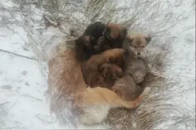 雪地里发现1条母犬，被冻僵仍护着幼崽，让人看了忍不住心疼图片