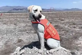 神犬奇兵|银川消防一只搜救犬的自白图片