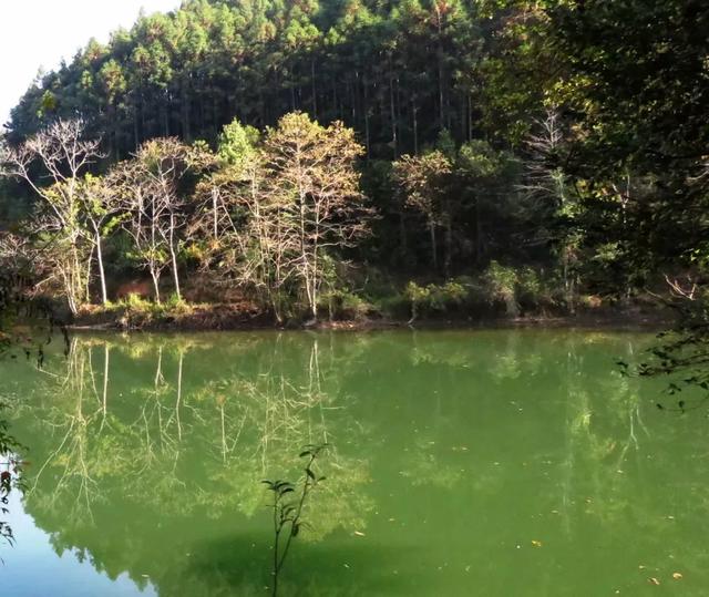 秋风吻尽银杏叶，艳遇醉美帽子峰