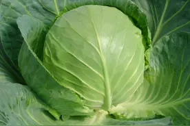 买包菜，“圆形”“尖形”要分清，差别很大，买错不好吃还浪费钱图片
