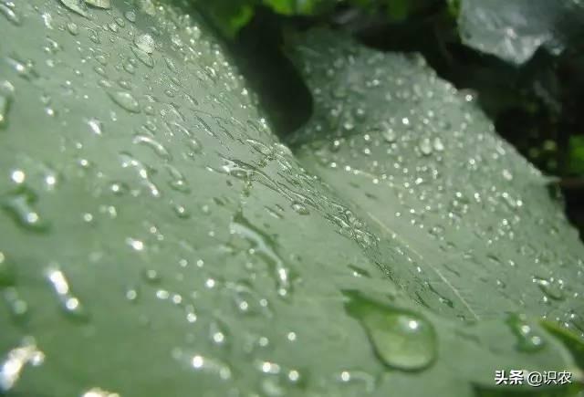 8种功能性叶面肥全方位讲解！值得收藏