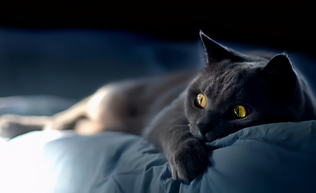 老祖宗说：一只猫有这些特点，是真的“旺家”