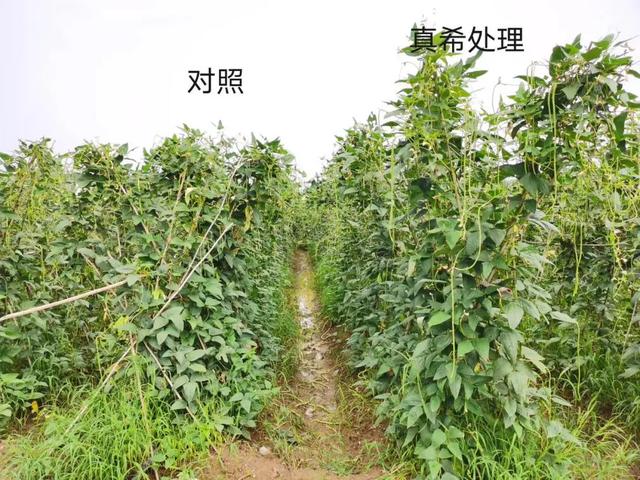 植物健康激活剂纳米硒在农产品提质增效中的应用