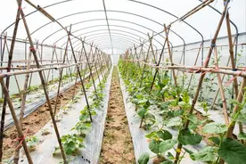 强拆过程中，成为“背锅侠”，村委会和被拆迁人一样无奈？图片