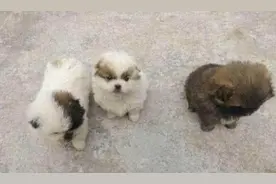 捡了三只流浪狗回家，老妈将它们全扔了，第二天出门一看潸然泪下图片