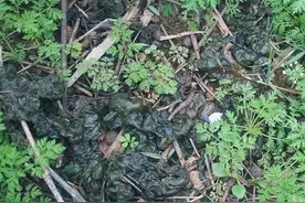 农村里有种叫雷公屎的植物，真的是屎吗？有什么用途？图片