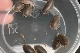 又是这个国家，100多只鼠妇活体从日本邮到我国，知道多危险吗？图片