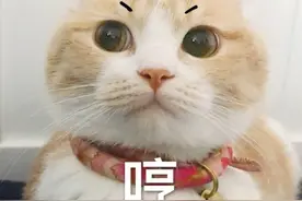 你的猫其实会说话！别被它的喵喵喵当猫叫了好吗！图片