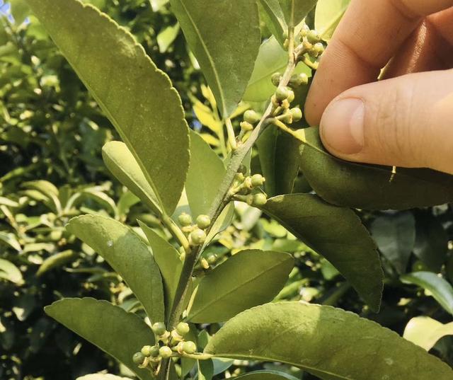 赤霉素使用不当会出现粗皮果，卖价比别人低1块，保果需科学使用