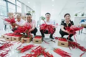 红红火火！永安二荆条辣椒迎丰收啦图片