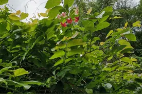 山坡上的鲜花，不要采图片