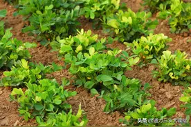 花生黄叶早衰的根本原因，教你一招轻松解决，座果能比往年多两倍图片