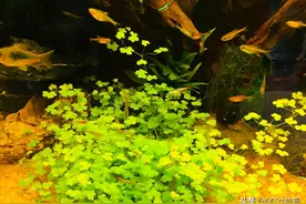 关于鱼缸困水的一些见解（三天困，三天完）（超过三天，需谨慎）图片