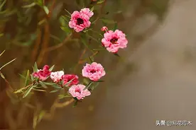松红梅盆景｜雾雨胭脂照松竹，江南春风一枝足图片