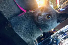 因为脾气差，蓝猫被抛弃了3次，终遇到真主子图片