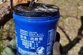 2020年春天苹果树腐烂病严重，原因终于找到了图片