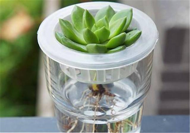塑料瓶如何扦插多肉植物(多肉植物怎么扦插繁殖)-措必培