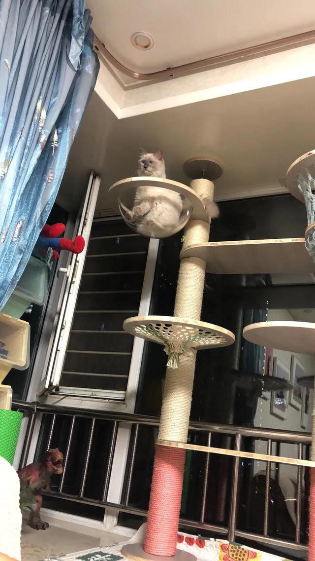 自己做一个猫爬架