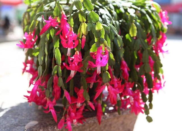 还在用网上的“生根粉”？这三种“小药片”泡水里，养花效果好！