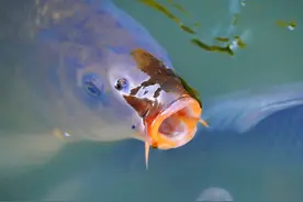 钓鲤鱼我有妙招，打窝、钓法有讲究图片