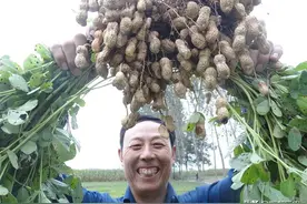 花生控旺打矮壮素，应该什么时候用药合适效果好？图片