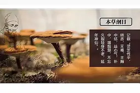 灵芝5大有效成分图片