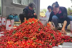 高甜预警！直播＋带货！沂水这个樱桃节太炫酷了！图片