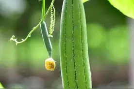 (散文）丝瓜 文/马淑敏图片