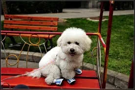 “寿命短”的比熊，都有这6个特征，希望你家一个都没有图片