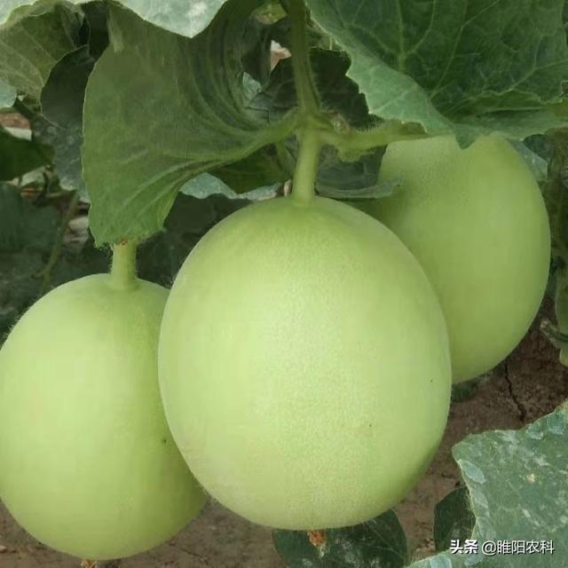 最好的膨大素配方，既安全，效果又好