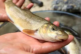 洱海的“自作聪明”：2次激进引入外地鱼，土著鱼“全线败退”图片