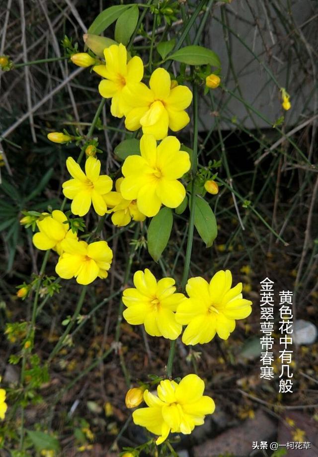 三月观花指南，这8种花三月开，不要错过花期
