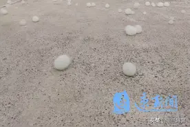 今年杨絮还要飘多久？来听专家怎么说图片