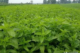 农村一常见植物，人称“银丹草”，夏天泡茶喝，清热解暑不伤身图片
