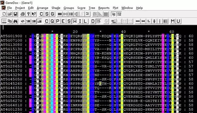 GeneDoc绘制漂亮的多重序列比对图
