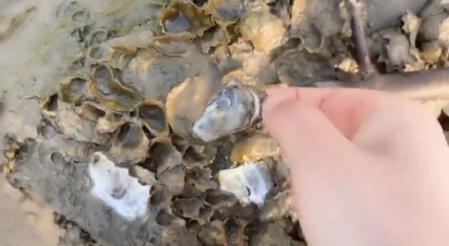 今天说一说什么是赶海，赶海真的好过瘾啊