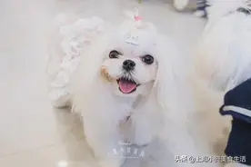 高萌预警！魔都首家马尔济斯宠咖来啦图片