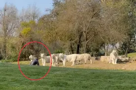 不怕被咬吗？一游客在动物园和11只白虎对峙，对着老虎吼叫图片