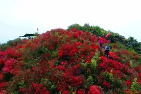 免费赏！杜鹃花迎来盛放期，就在清远这2个地方！！图片