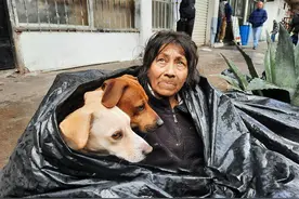 6只狗狗救了一位流浪者，流浪者给它们的报答，竟是留下陪伴图片