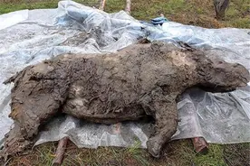 北极频现史前生物，远古细菌危害人类，这事很恐怖吗？图片