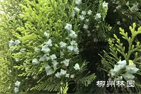 难得一见 侧柏奇异果实图片