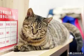 居民众筹养“团宠” 小猫咪成和谐邻里情感纽带图片