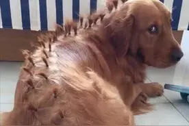 留女儿和金毛单独在家，回家后却有些心疼汪了：瞧你委屈的样子图片